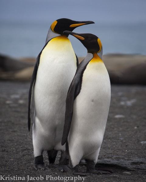 A King penguin couple on the beach in South Georgia.