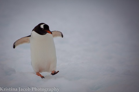 A Gentoo penguin makes its way across the snow in Antarctica.